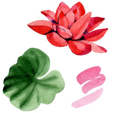 Yeşil yaprak üzerinde beyaz izole kırmızı lotus çiçeği. Botanik çiçek. Suluboya arka plan illüstrasyon.