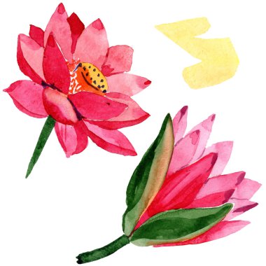 Kırmızı lotus çiçekleri. İzole lotus çiçekleri illüstrasyon öğesi. Suluboya arka plan illüstrasyon.
