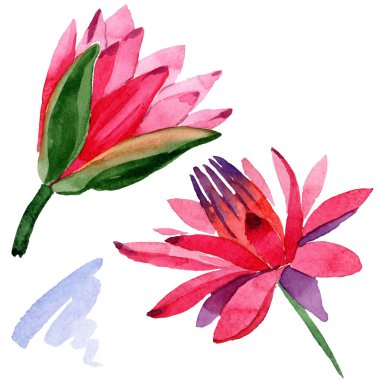 Kırmızı lotus çiçekleri. İzole lotus çiçekleri illüstrasyon öğesi. Suluboya arka plan illüstrasyon.