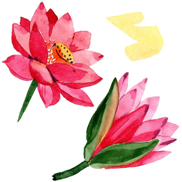 红色莲花 孤立的莲花插画元素 水彩背景插图 — 免费的图库照片