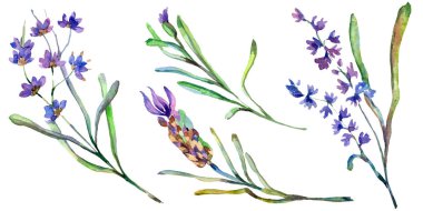 Mor lavanta çiçekleri. Vahşi bahar kır çiçekleri beyaz izole. El lavanta çiçekleri aquarelle içinde çekilmiş. Suluboya arka plan illüstrasyon.