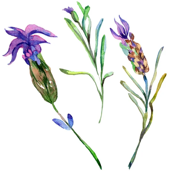 Purple lavender flowers. Wild spring wildflowers isolated on white. Hand drawn lavender flowers in aquarelle. Watercolor background illustration.