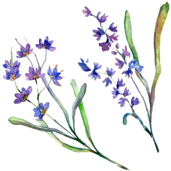 Purple lavender flowers. Wild spring wildflowers isolated on white. Hand drawn lavender flowers in aquarelle. Watercolor background illustration.
