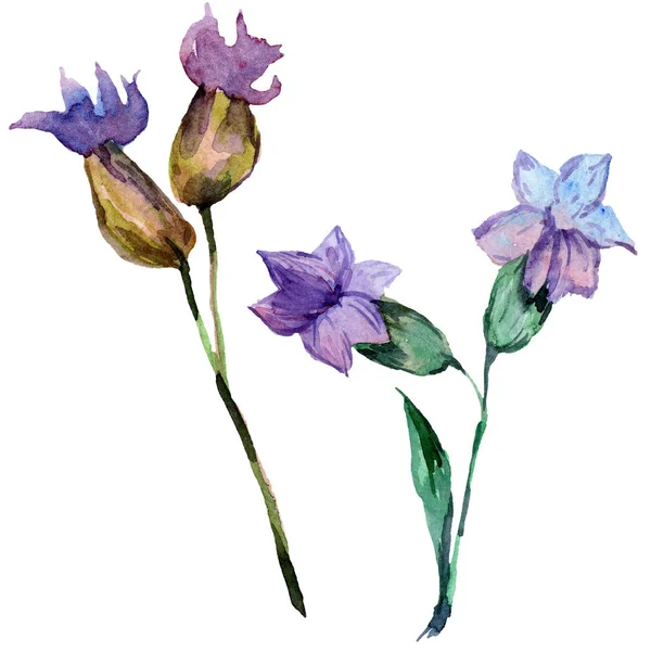 Paarse Lavendel Wild Voorjaar Wildflowers Geïsoleerd Wit Hand Getekend Als — Stockfoto