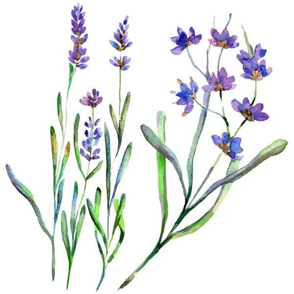 Purple lavender flowers. Wild spring wildflowers isolated on white. Hand drawn lavender flowers in aquarelle. Watercolor background illustration.