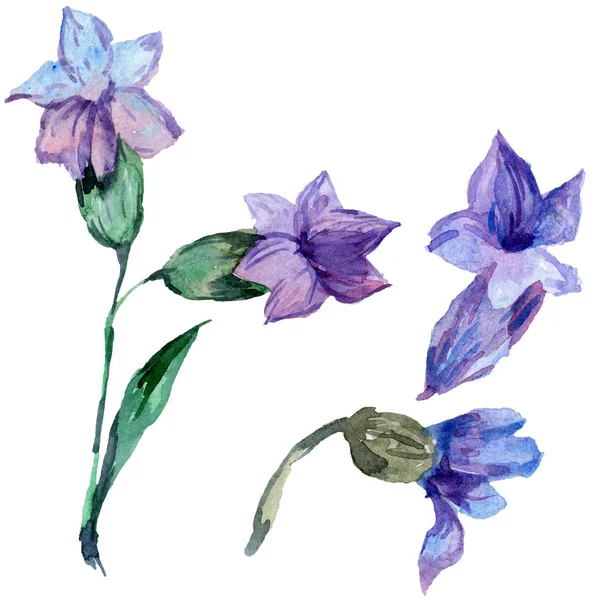 Paarse Lavendel Wild Voorjaar Wildflowers Geïsoleerd Wit Hand Getekend Als — Gratis stockfoto