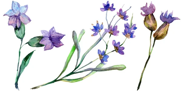Purple lavender flowers. Wild spring wildflowers isolated on white. Hand drawn lavender flowers in aquarelle. Watercolor background illustration.