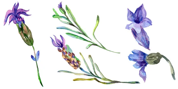 Purple lavender flowers. Wild spring wildflowers isolated on white. Hand drawn lavender flowers in aquarelle. Watercolor background illustration.
