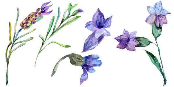 Purple lavender flowers. Wild spring wildflowers isolated on white. Hand drawn lavender flowers in aquarelle. Watercolor background illustration.