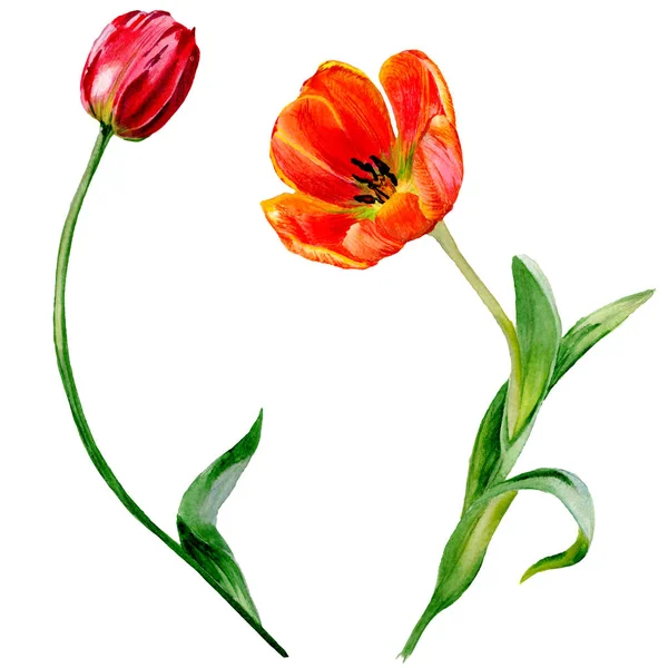 Удивительные Красные Цветы Тюльпана Зелеными Листьями Ручной Рисунок Ботанических Цветов — Бесплатное стоковое фото