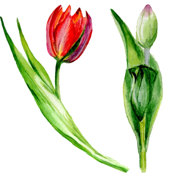 Erstaunliche Rote Tulpenblüten Mit Grünen Blättern Handgezeichnete Botanische Blumen Aquarell — Stockfoto