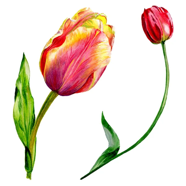 Amazing Red Tulip Flowers Green Leaves Hand Drawn Botanical Flowers — Stock Photo, Image