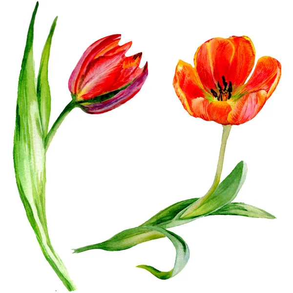 Amazing Red Tulip Flowers Green Leaves Hand Drawn Botanical Flowers — Stock Photo, Image