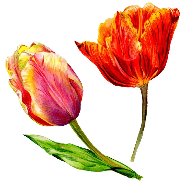 Amazing Red Tulip Flowers Green Leaves Hand Drawn Botanical Flowers — Stock Photo, Image