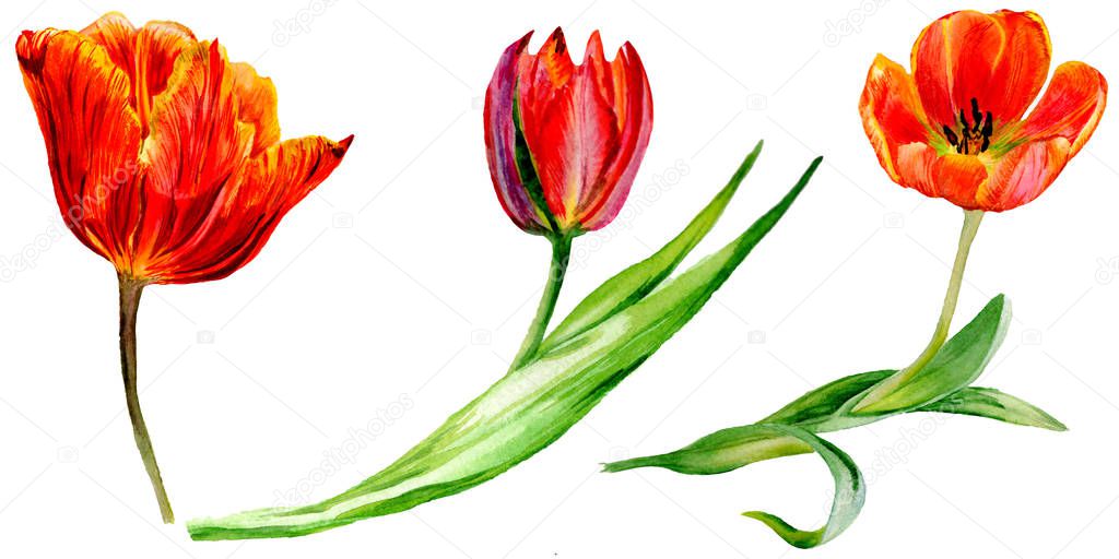 Amazing red tulip flowers with green leaves. Hand drawn botanical flowers. Watercolor background illustration. Isolated red tulips illustration element.