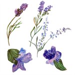 Lila lavendelblommor. Vilda våren blommor isolerade på vitt. Hand dras lavendelblommor i akvarell. Akvarell bakgrund illustration.