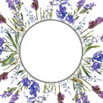 紫色薰衣草花。有绿叶的野花。水彩背景插图。圆形框架边框.