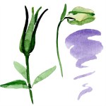 緑のオダマキの芽。美しい春ワイルドフラワーは、白で隔離。孤立したオダマキの図要素。水彩画背景イラスト.