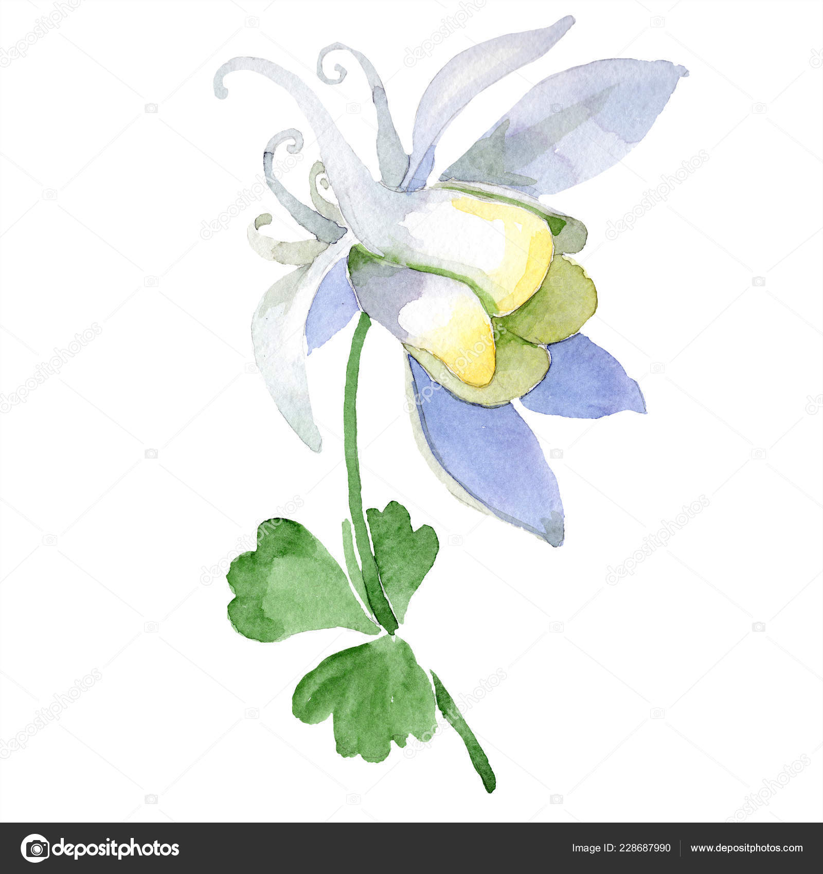 白いオダマキの花 美しい春ワイルドフラワーは 白で隔離 孤立