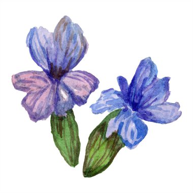 Mor lavanta çiçekleri. Vahşi bahar kır çiçekleri beyaz izole. El lavanta çiçekleri aquarelle içinde çekilmiş. Suluboya arka plan illüstrasyon.