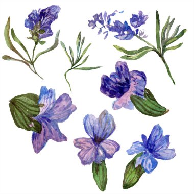 Mor lavanta çiçekleri. Vahşi bahar kır çiçekleri beyaz izole. El lavanta çiçekleri aquarelle içinde çekilmiş. Suluboya arka plan illüstrasyon.