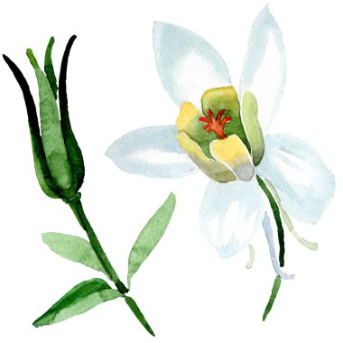 Beyaz aquilegia çiçek ve bud. Güzel bahar kır çiçekleri beyaz izole. Suluboya arka plan illüstrasyon.