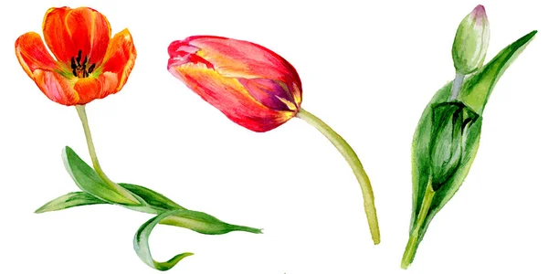 Erstaunliche Rote Tulpenblüten Mit Grünen Blättern Handgezeichnete Botanische Blumen Aquarell — Stockfoto
