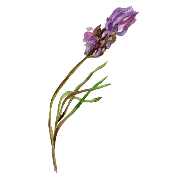 紫色薰衣草 花植物学花 在白色查出的野生春天野花 手工绘制的薰衣草花在水族馆 水彩背景插图 — 图库照片