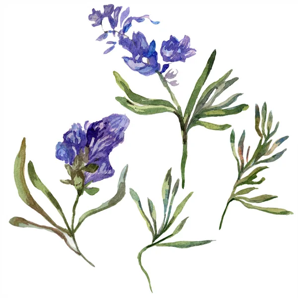Purple lavender flowers. Wild spring wildflowers isolated on white. Hand drawn lavender flowers in aquarelle. Watercolor background illustration.