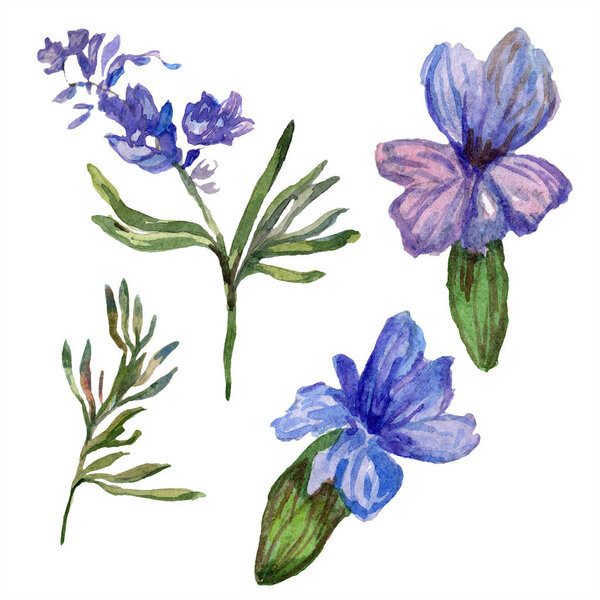 Purple lavender flowers. Wild spring wildflowers isolated on white. Hand drawn lavender flowers in aquarelle. Watercolor background illustration.