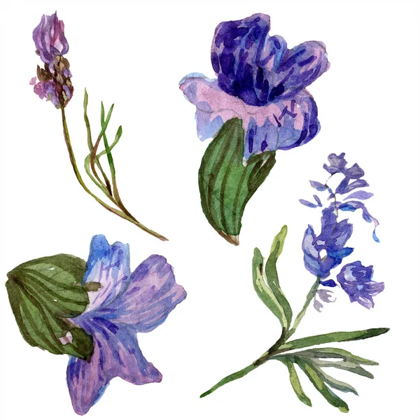 Purple lavender flowers. Wild spring wildflowers isolated on white. Hand drawn lavender flowers in aquarelle. Watercolor background illustration.