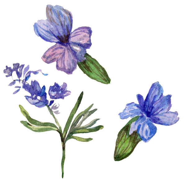 Purple lavender flowers. Wild spring wildflowers isolated on white. Hand drawn lavender flowers in aquarelle. Watercolor background illustration.