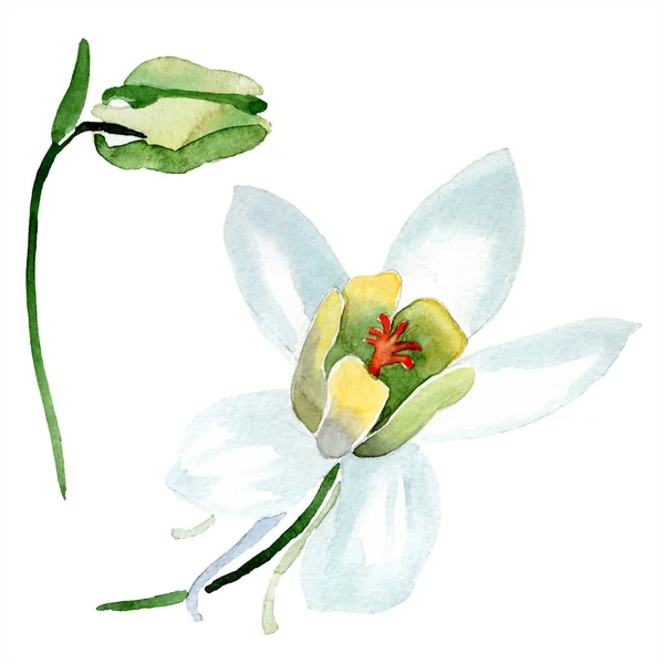 White Aquilegia Flower Bud Beautiful Spring Wildflowers Isolated White Watercolor — Stock Photo, Image