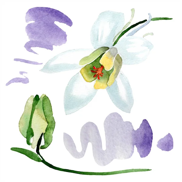 Witte Aquilegia Bloem Bud Prachtige Lente Wildflowers Geïsoleerd Wit Aquarel — Gratis stockfoto