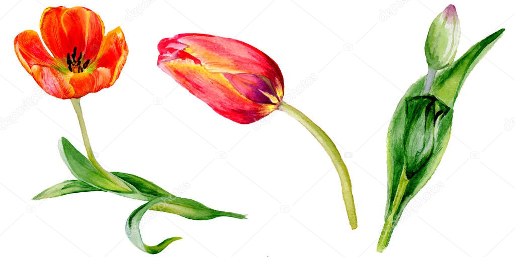 Amazing red tulip flowers with green leaves. Hand drawn botanical flowers. Watercolor background illustration. Isolated red tulips illustration element.