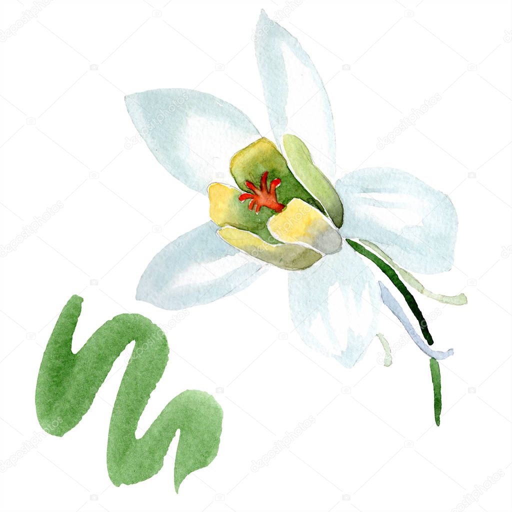 White aquilegia flower. Beautiful spring wildflower isolated on white. Isolated aquilegia illustration element. Watercolor background illustration.