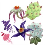 Duvalia flowers isolated illustration elements. Watercolor background illustration. Aquarelle hand drawing isolated succulent plants and stains.