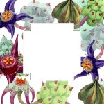 Duvalia flowers. Watercolor background illustration. Geometric frame square. Aquarelle hand drawing succulent.