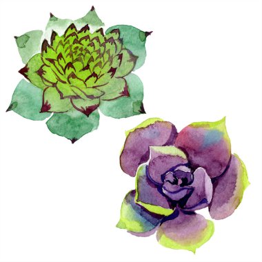Şaşırtıcı succulents. Suluboya arka plan illüstrasyon. Aquarelle el izole lezzetli bitki çizimi.