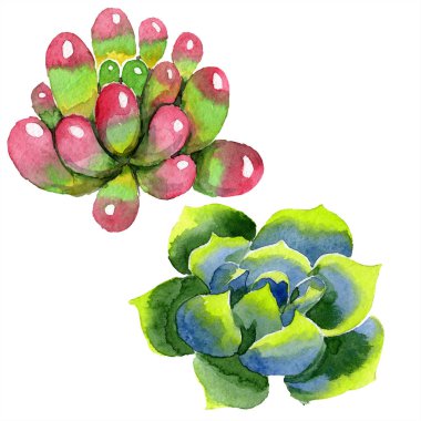 Şaşırtıcı succulents. Suluboya arka plan illüstrasyon. Aquarelle el izole lezzetli bitki çizimi.