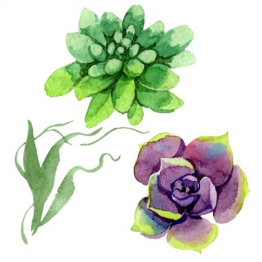 Şaşırtıcı succulents. Suluboya arka plan illüstrasyon. Aquarelle el izole lezzetli bitki çizimi.