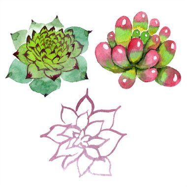 Şaşırtıcı succulents. Suluboya arka plan illüstrasyon. Aquarelle el izole lezzetli bitki çizimi.