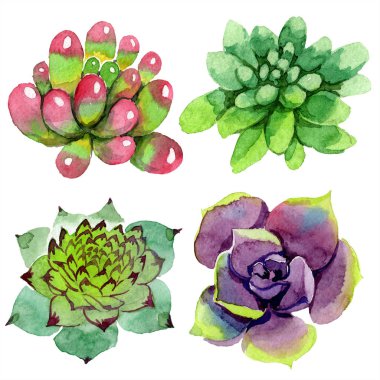 Şaşırtıcı succulents. Suluboya arka plan illüstrasyon. Aquarelle el izole lezzetli bitki çizimi.
