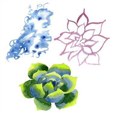 Amazing succulents. Watercolor background illustration. Aquarelle hand drawing isolated succulent plants and spot. clipart