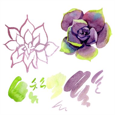 Amazing succulents. Watercolor background illustration. Aquarelle hand drawing isolated succulent plants and stains. clipart