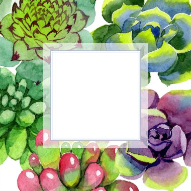 Şaşırtıcı succulents. Suluboya arka plan illüstrasyon. Kare kare. Aquarelle el etli bitki çizimi.