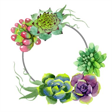 Şaşırtıcı succulents. Suluboya arka plan illüstrasyon. Çerçeve kenarlığı süsleme yuvarlak. Aquarelle el etli bitki çizimi.