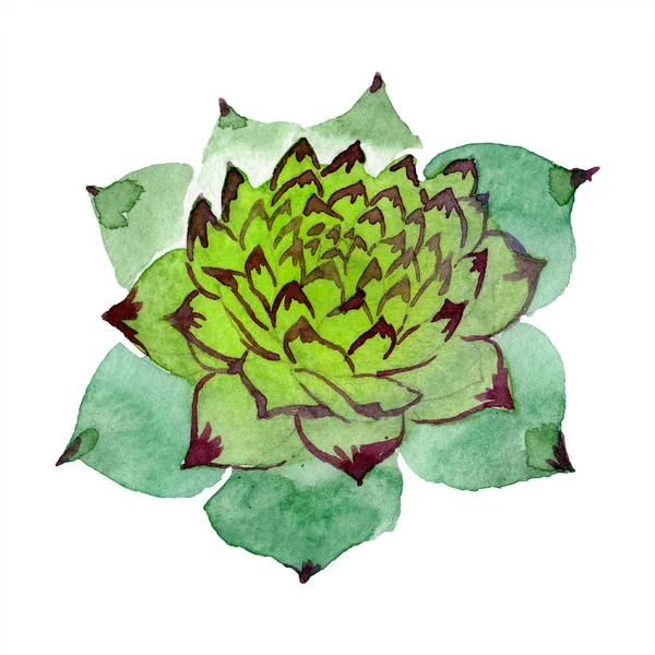 Incredibile Succulenta Illustrazione Acquerello Sfondo Aquarelle Mano Disegno Isolato Pianta — Foto stock gratuita