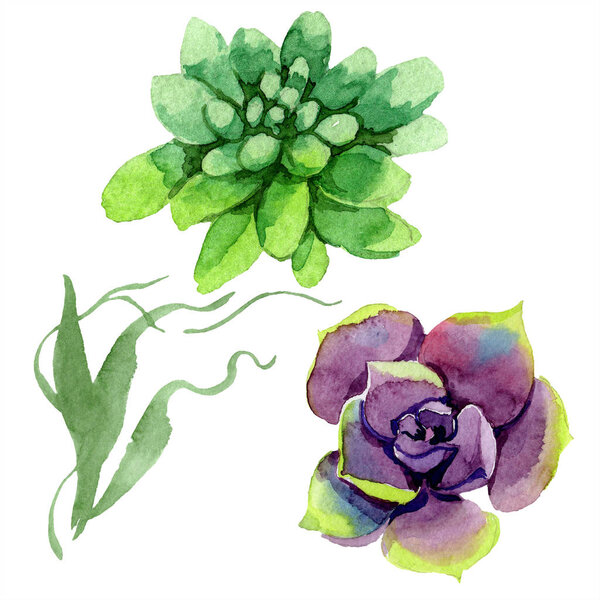 Amazing succulents. Watercolor background illustration. Aquarelle hand drawing isolated succulent plants.