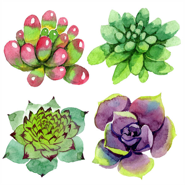 Amazing succulents. Watercolor background illustration. Aquarelle hand drawing isolated succulent plants.